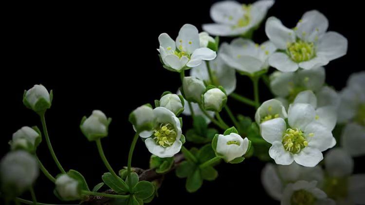 Branche de fleurs blanches sur fond noir.